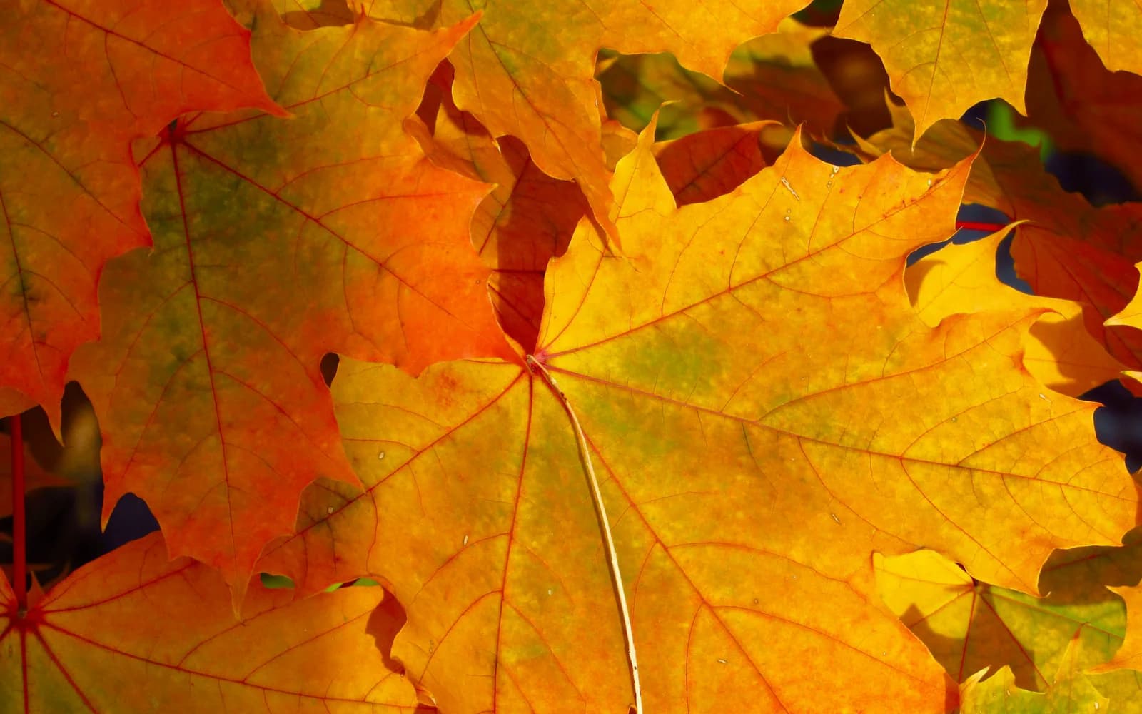 Maple leaf in an autumn landscape